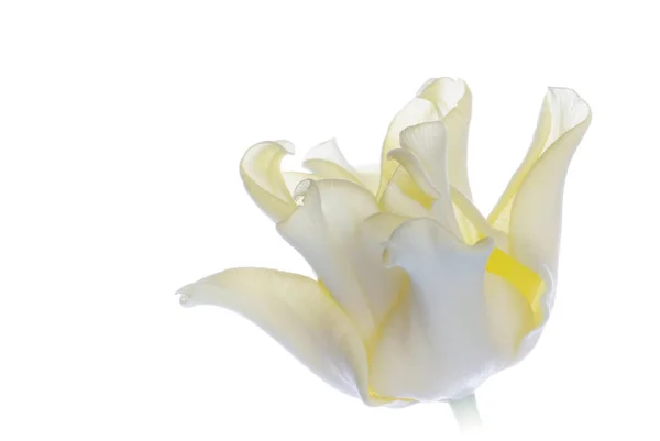 Close up yellow tulip isolated on white — Stock Photo, Image