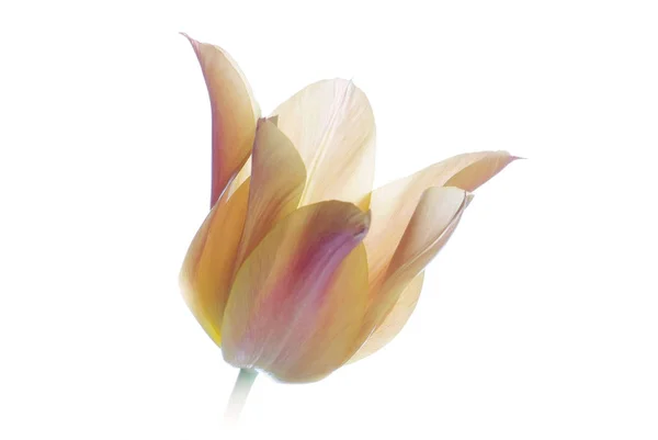 orange tulip beyaz izole kapatmak