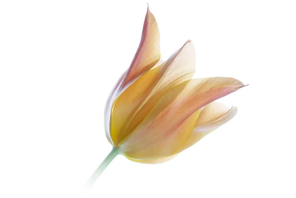 Primer plano tulipán naranja aislado en blanco — Foto de Stock