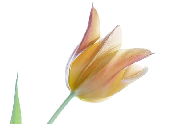 Närbild av orange tulip isolerad på vit — Stockfoto