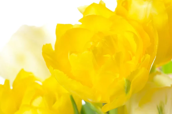 Närbild av gul tulpan isolerad på vit — Stockfoto