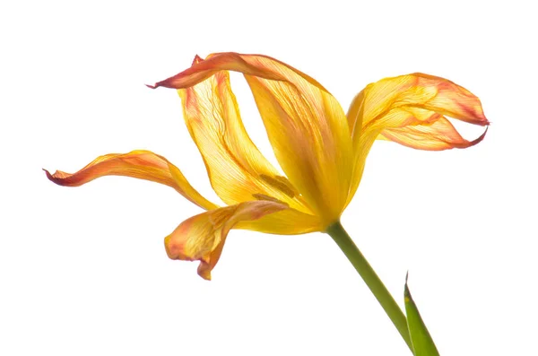 yakından turuncu beyaz izole Lale soluk