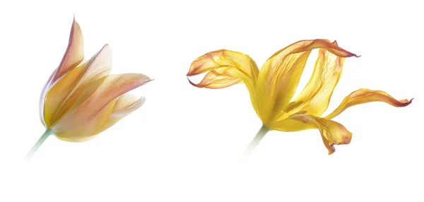 Cerca de naranja tulipán fresco y descolorido aislado en blanco — Foto de Stock