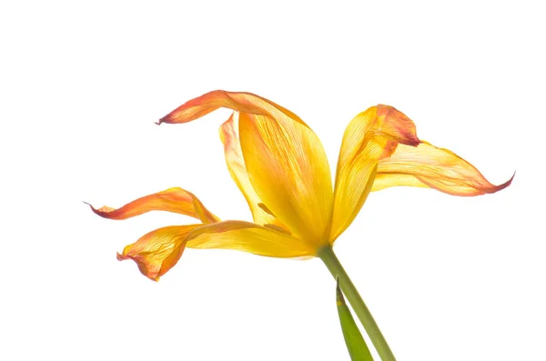Cerca de naranja tulipán descolorido aislado en blanco —  Fotos de Stock