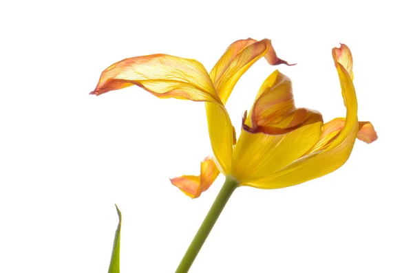 Cerca de naranja tulipán descolorido aislado en blanco —  Fotos de Stock