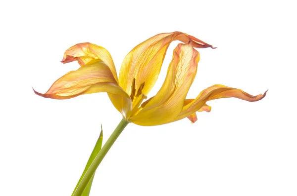 Close up orange faded tulip isolated on white — Stock Photo, Image