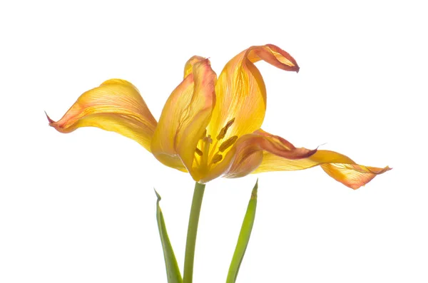 Cerca de naranja tulipán descolorido aislado en blanco — Foto de Stock