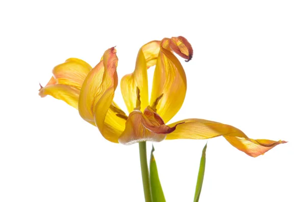 yakından turuncu beyaz izole Lale soluk