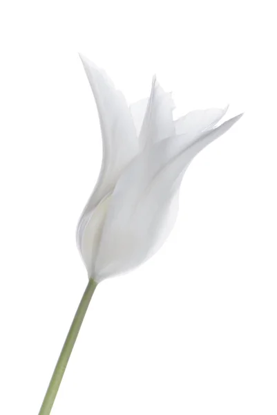 Закрыть белый тюльпан изолирован на белом Стоковая Картинка