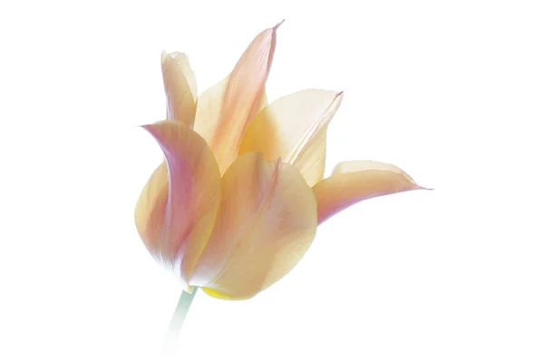 Close up tulipa laranja isolado no branco Fotos De Bancos De Imagens Sem Royalties