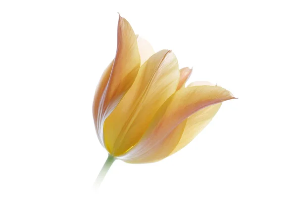 Close up orange tulip isolated on white Stock Picture