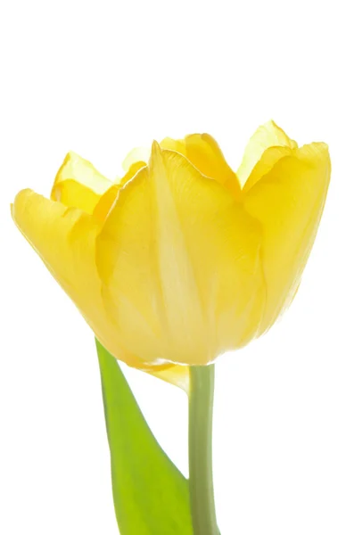 Close up yellow tulip isolated on white Stock Picture