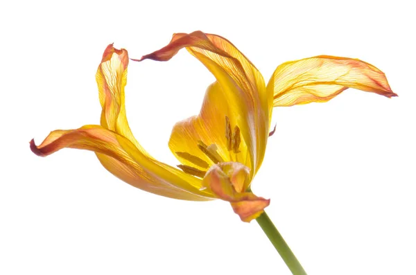 Close up tulipa desbotada laranja isolado no branco Fotos De Bancos De Imagens Sem Royalties