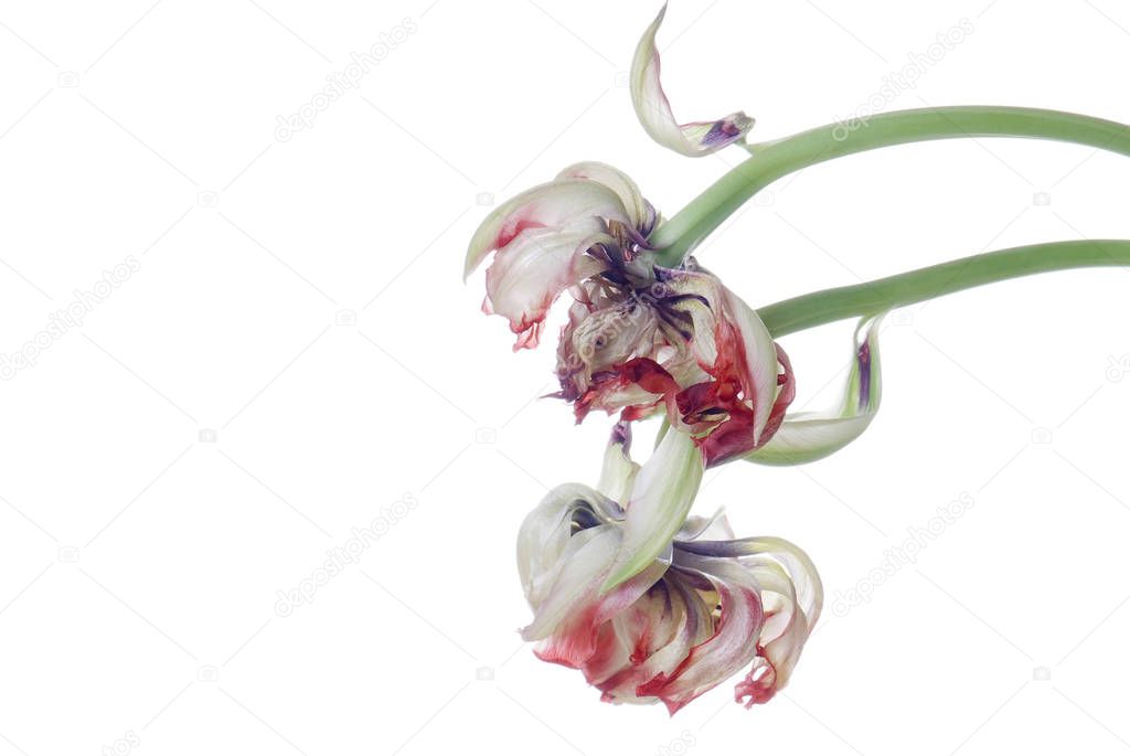 close up red faded tulip isolated on white