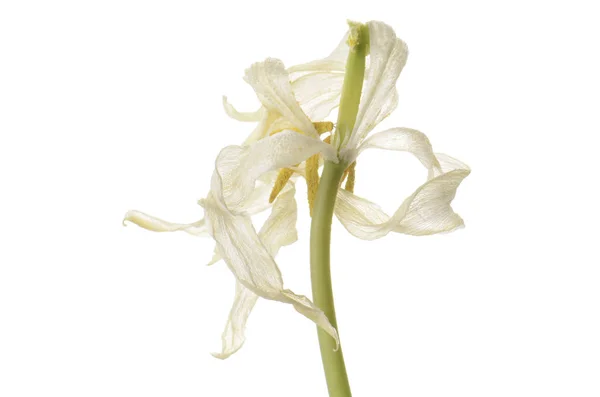 Close-up van witte verschoten tulip geïsoleerd op wit — Stockfoto