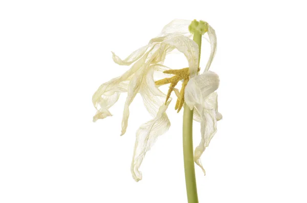 Beyaz soluk Lale beyaz izole kapatmak