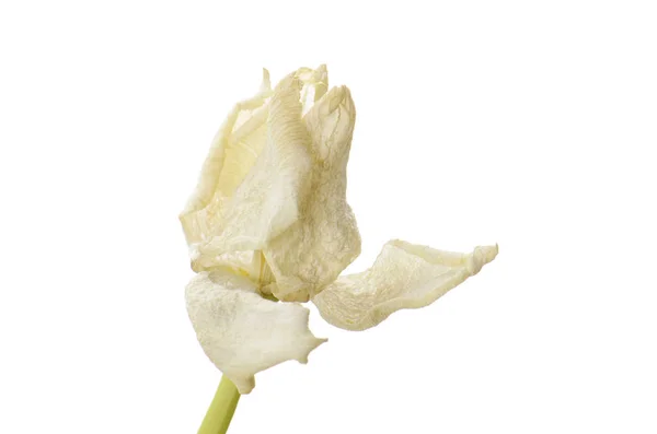 Nahaufnahme weiße verblasste Tulpe isoliert auf weiß — Stockfoto