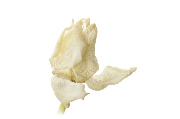 Close up white faded tulip isolated on white — Stock Photo, Image