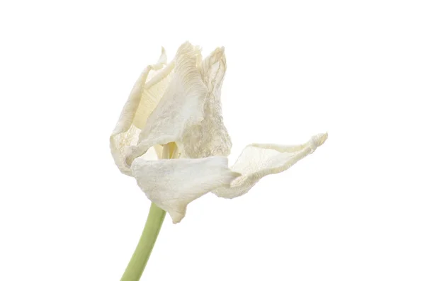 Nahaufnahme weiße verblasste Tulpe isoliert auf weiß — Stockfoto