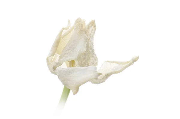 Close-up van witte verschoten tulip geïsoleerd op wit — Stockfoto