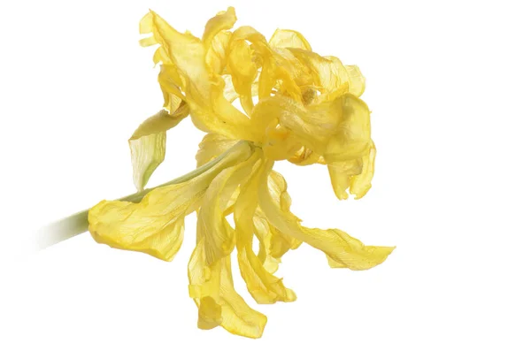 Primer plano tulipán descolorido amarillo aislado en blanco —  Fotos de Stock
