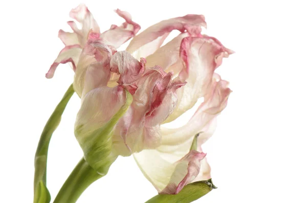 Close-up van roze verschoten tulip geïsoleerd op wit — Stockfoto