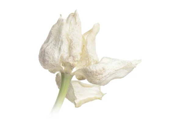 Close up white faded tulip isolated on white — Stock Photo, Image