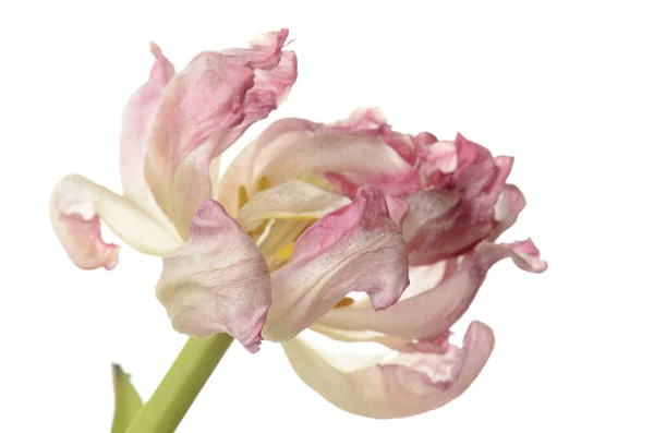 Close-up van roze verschoten tulip geïsoleerd op wit — Stockfoto