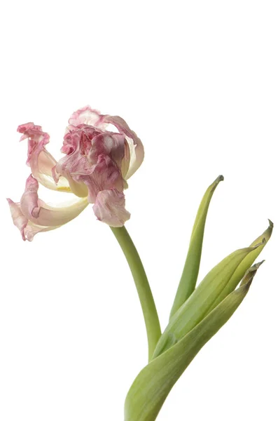 Gros plan tulipe fanée rose isolée sur blanc — Photo