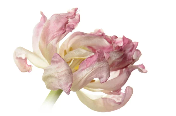 Nahaufnahme rosa verblasste Tulpe isoliert auf weiß — Stockfoto
