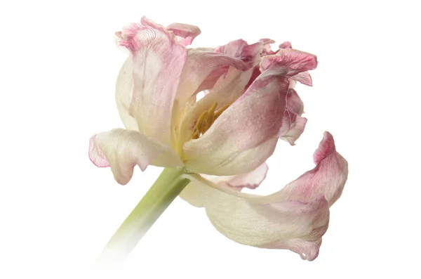 Närbild rosa vissnad tulpan isolerad på vit — Stockfoto