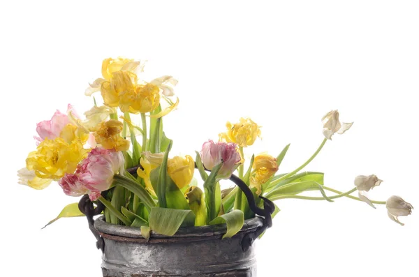 Stäng upp vita, rosa och gul urtvättad tulpaner isolerad på vit — Stockfoto
