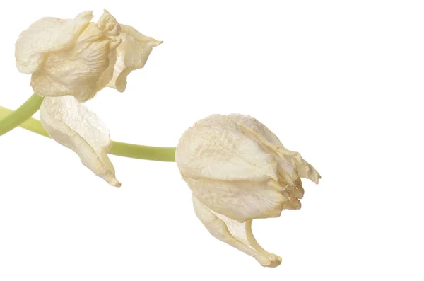 Close up white faded tulip isolated on white — Stock Photo, Image