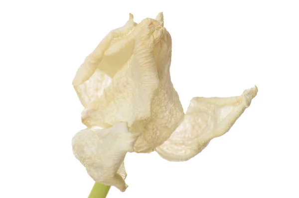 Close-up van witte verschoten tulip geïsoleerd op wit — Stockfoto