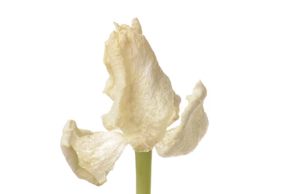 Nahaufnahme weiße verblasste Tulpe isoliert auf weiß — Stockfoto