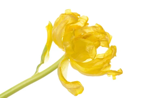 Close up yellow faded tulip isolated on white — Stock Photo, Image