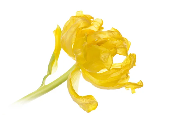 Nahaufnahme gelb verblasste Tulpe isoliert auf weiß — Stockfoto