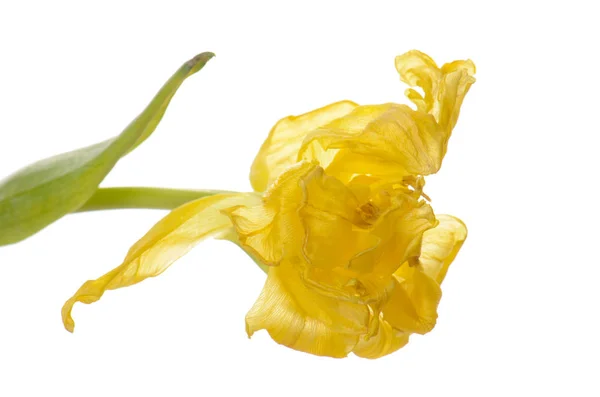 Primer plano tulipán descolorido amarillo aislado en blanco — Foto de Stock