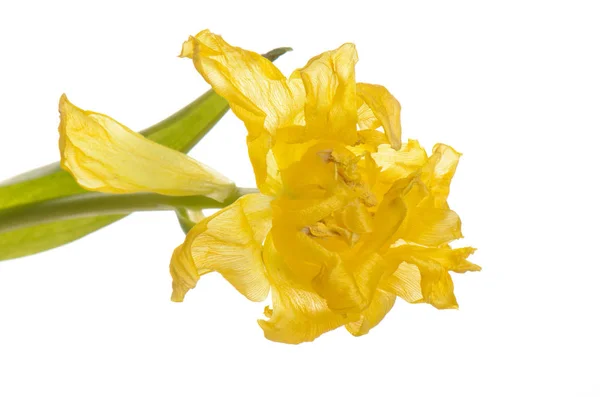 Primer plano tulipán descolorido amarillo aislado en blanco —  Fotos de Stock