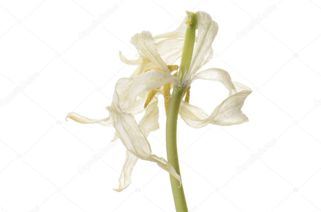 close up white faded tulip isolated on white