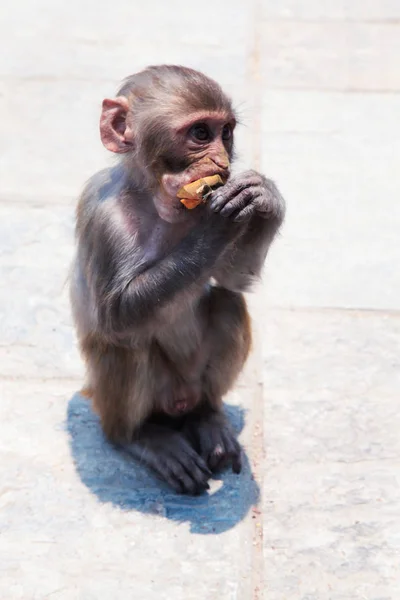 Monkey temple in Kathmandu, Nepal.