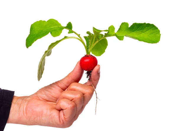 Mano Che Tiene Giovane Ravanello Con Foglie Verdi Sporcizia Isolata Fotografia Stock