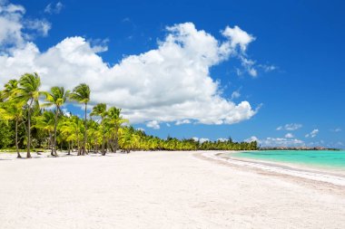 Punta Cana, Dominik Cumhuriyeti 'ndeki beyaz kumlu plajda hindistan cevizi palmiyeleri. Tatil tatili arka plan duvar kağıdı. Güzel tropikal plaj manzarası.
