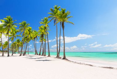 Punta Cana, Dominik Cumhuriyeti 'ndeki beyaz kumlu plajda hindistan cevizi palmiyeleri. Tatil tatili arka plan duvar kağıdı. Güzel tropikal plaj manzarası.