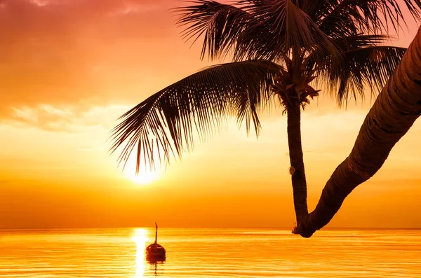Coconut Palm Trees Colorful Sunset Dark Silhouettes Palm Trees Beautiful — Stock Photo, Image