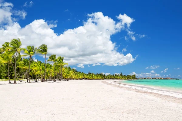 Palme Cocco Sulla Spiaggia Sabbia Bianca Punta Cana Repubblica Dominicana — Foto Stock
