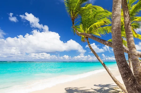 多米尼加共和国蓬塔卡纳白沙滩上的椰子树 度假假期背景墙纸 美丽的热带海滩景观 — 图库照片
