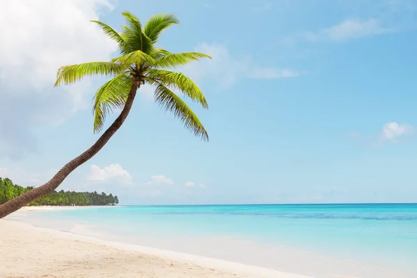 ドミニカ共和国のプンタカナの白い砂浜にヤシの木 休暇の休日の背景壁紙 素敵な熱帯のビーチの眺め — ストック写真