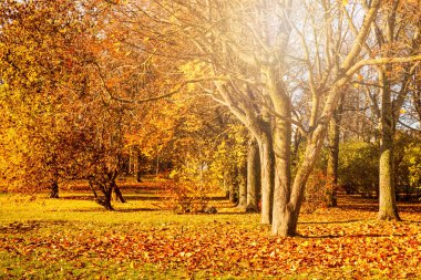 Sonbahar manzara, güzel şehir parkı düşen sarı yapraklar ile 