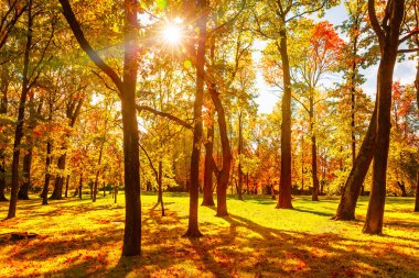 Sonbahar park ve Altın yaprağı ile renkli sonbahar ağaçlar. Güzel sonbahar arka plan.  
